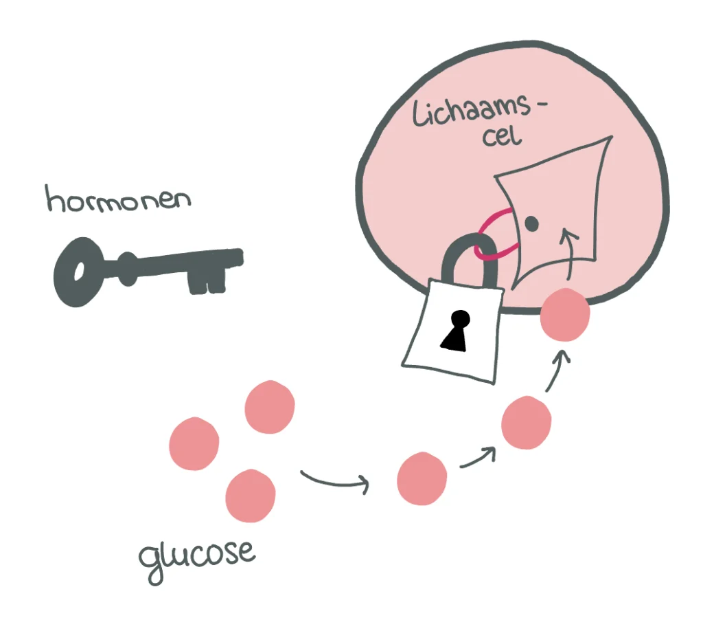 Noortje Voorhuis Diabetes Type 1 Bloedsuikers